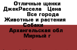 Отличные щенки ДжекРассела › Цена ­ 50 000 - Все города Животные и растения » Собаки   . Архангельская обл.,Мирный г.